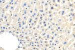 CCZ1 Antibody in Immunohistochemistry (Paraffin) (IHC (P))