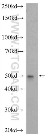 CCZ1 Antibody in Western Blot (WB)