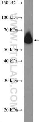 ZNF154 Antibody in Western Blot (WB)