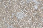 ZNF287 Antibody in Immunohistochemistry (Paraffin) (IHC (P))