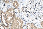 ZNF287 Antibody in Immunohistochemistry (Paraffin) (IHC (P))