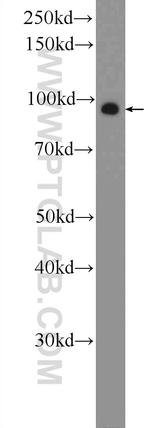ZNF287 Antibody in Western Blot (WB)