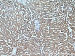 PXMP3 Antibody in Immunohistochemistry (Paraffin) (IHC (P))