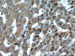 PXMP3 Antibody in Immunohistochemistry (Paraffin) (IHC (P))