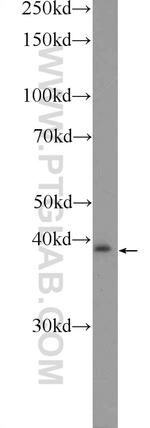 PXMP3 Antibody in Western Blot (WB)