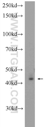 PXMP3 Antibody in Western Blot (WB)