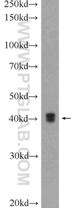 PXMP3 Antibody in Western Blot (WB)