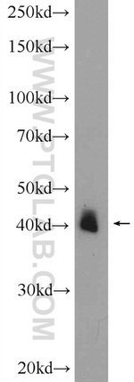 PXMP3 Antibody in Western Blot (WB)