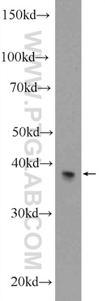 PXMP3 Antibody in Western Blot (WB)