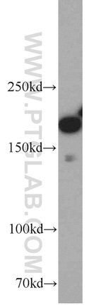 IQGAP1 Antibody in Western Blot (WB)