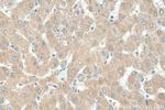 G6PC Antibody in Immunohistochemistry (Paraffin) (IHC (P))