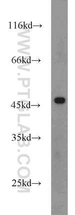 FOXP3 Antibody in Western Blot (WB)