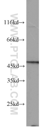 FOXP3 Antibody in Western Blot (WB)