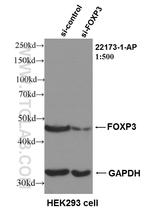 FOXP3 Antibody in Western Blot (WB)