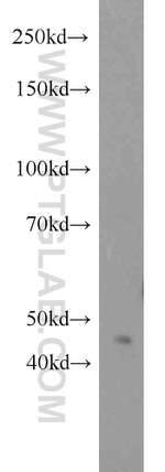 FOXP3 Antibody in Western Blot (WB)