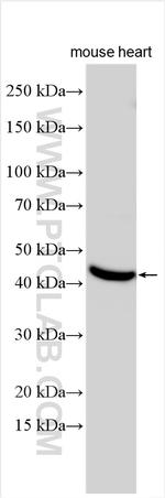 Connexin 45 Antibody in Western Blot (WB)