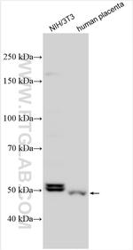 SS18 Antibody in Western Blot (WB)