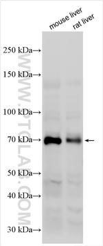 GLP2R Antibody in Western Blot (WB)