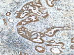 BMP3 Antibody in Immunohistochemistry (Paraffin) (IHC (P))