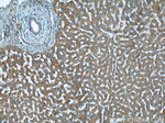 BMP3 Antibody in Immunohistochemistry (Paraffin) (IHC (P))