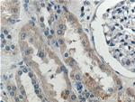SNX21 Antibody in Immunohistochemistry (Paraffin) (IHC (P))