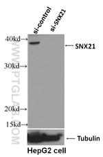 SNX21 Antibody in Western Blot (WB)