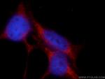 SHISA4 Antibody in Immunocytochemistry (ICC/IF)