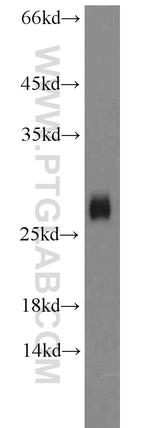 SHISA4 Antibody in Western Blot (WB)