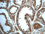 TMF1 Antibody in Immunohistochemistry (Paraffin) (IHC (P))