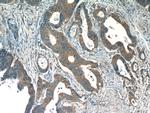 TMF1 Antibody in Immunohistochemistry (Paraffin) (IHC (P))