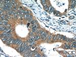 TMF1 Antibody in Immunohistochemistry (Paraffin) (IHC (P))