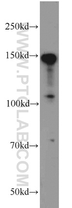 TMF1 Antibody in Western Blot (WB)