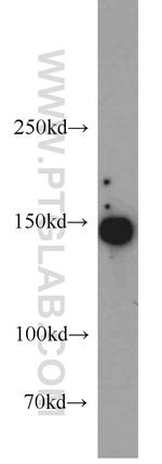 TMF1 Antibody in Western Blot (WB)