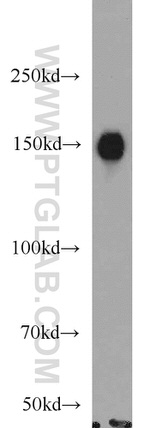 TMF1 Antibody in Western Blot (WB)