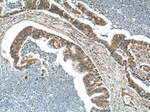 FERMT1 Antibody in Immunohistochemistry (Paraffin) (IHC (P))