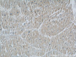 Rabenosyn 5 Antibody in Immunohistochemistry (Paraffin) (IHC (P))