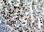 MPO Antibody in Immunohistochemistry (Paraffin) (IHC (P))