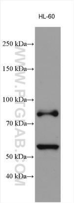 MPO Antibody in Western Blot (WB)