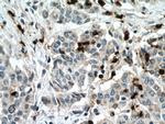 MPO Antibody in Immunohistochemistry (Paraffin) (IHC (P))