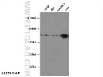 FOXP3 Antibody in Western Blot (WB)
