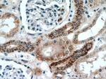 TIMM50 Antibody in Immunohistochemistry (Paraffin) (IHC (P))