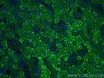 KIRREL Antibody in Immunohistochemistry (PFA fixed) (IHC (PFA))