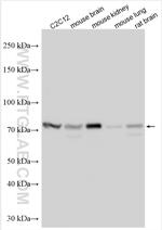 KIRREL Antibody in Western Blot (WB)