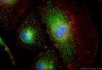 CA5A Antibody in Immunocytochemistry (ICC/IF)