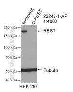 REST Antibody in Western Blot (WB)