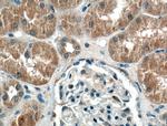 SPOCD1 Antibody in Immunohistochemistry (Paraffin) (IHC (P))