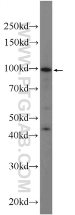 SPOCD1 Antibody in Western Blot (WB)