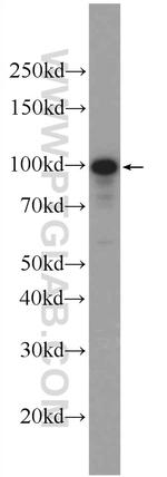 SPOCD1 Antibody in Western Blot (WB)