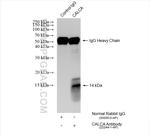 CALCA/CGRP Antibody in Immunoprecipitation (IP)