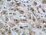 FAM98B Antibody in Immunohistochemistry (Paraffin) (IHC (P))